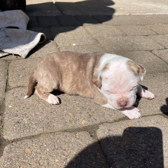 Meet your Posher, Irvin - Picture 1 of 1